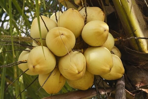 Coconut Palm - fruit. Bali - Indonesia