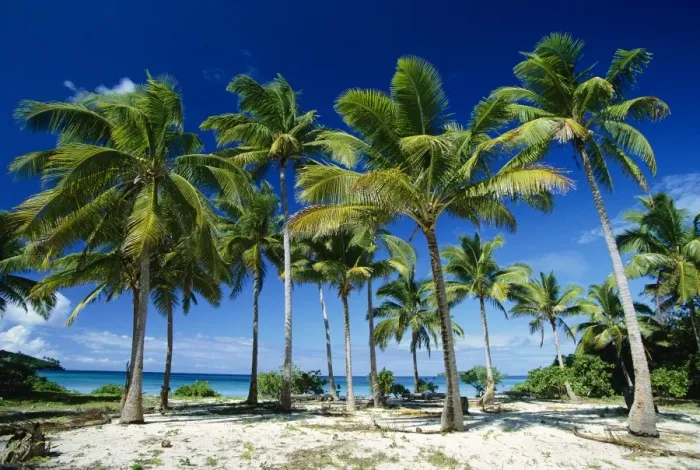Framed Print : Coconut palms on beach Taunga Island, Vava'u Group, Kingdom of Tonga JLR05925 Framed Print : Coconut palms on beach Taunga Island, Vava'u Group, Kingdom of Tonga JLR05925