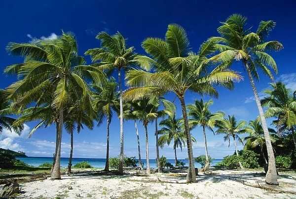 Coconut palms on beach Taunga Island, Vava'u Group, Kingdom of Tonga JLR05925