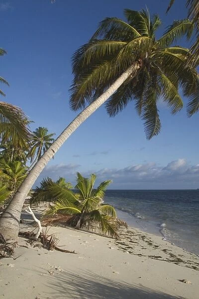 Coconut palms - On a deserted beach on West island, Cocos (Keeling) Islands, Indian Ocean