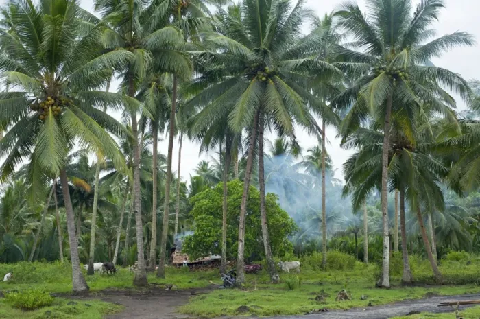 Framed Print : Coconut plantation - N. Sulawesi - Manado - Indonesia Framed Print : Coconut plantation - N. Sulawesi - Manado - Indonesia