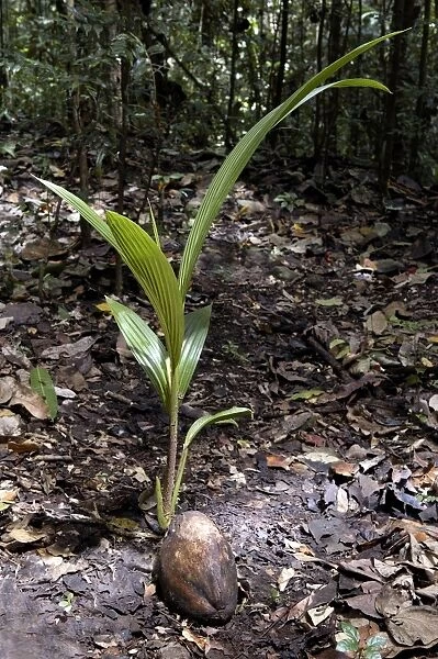 Coconut rooting in the rainforest of St. Lucia, Windward Islands. February