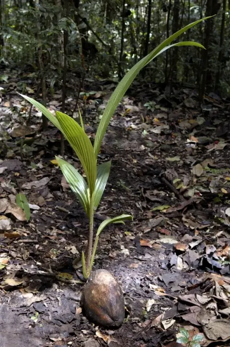 Framed Print : Coconut rooting in the rainforest of St. Lucia, Windward Islands. February Framed Print : Coconut rooting in the rainforest of St. Lucia, Windward Islands. February