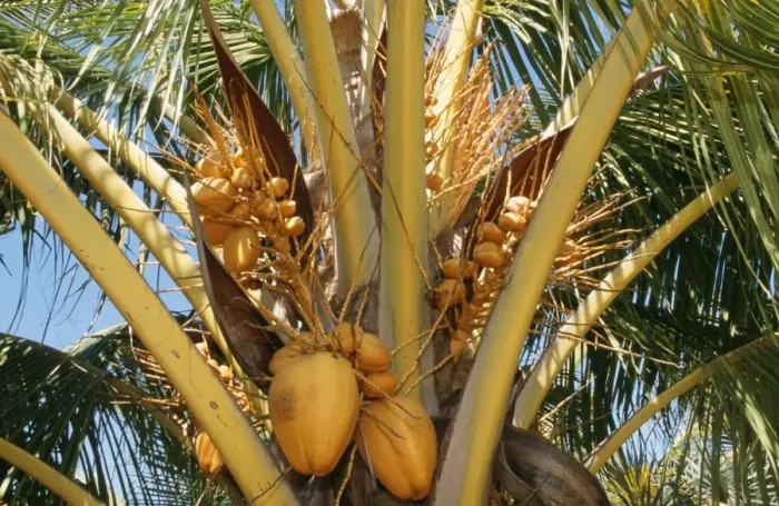 Framed Print : Coconut Tree - coconuts Framed Print : Coconut Tree - coconuts