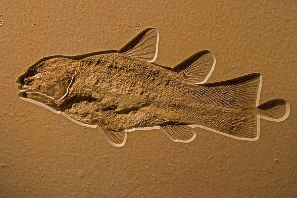 Coelacanth Fossil - Germany - Upper Jurassic - Coelacanths thought to be extinct since Cretaceous period until Latimeria Chalumnae found in 1938 off coast of South Africa
