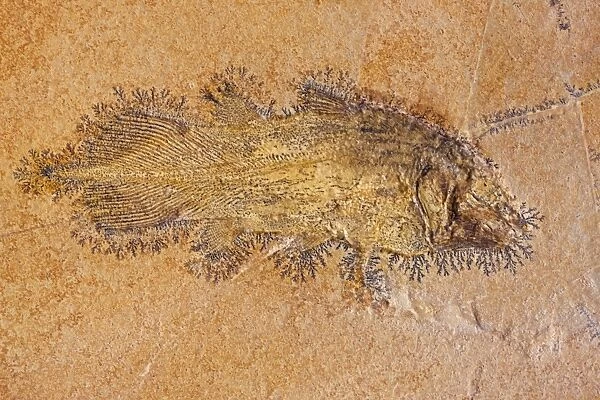 Coelacanth Fossil - Solnhofen Germany - Undescribed species - Upper Jurassic - Coelacanths thought to be extinct since Cretaceous period until Latimeria Chalumnae found in 1938 off coast of South Africa