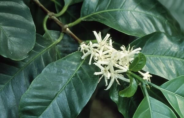 Coffee Plant - blossom Fam: Rubiaceae