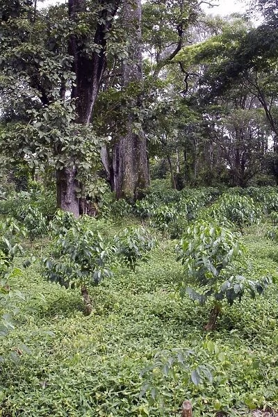 Coffee Plants Awassa Ethiopia