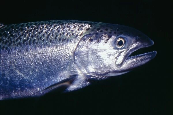 Coho  /  Silver Salmon KEL 140 Alaska to Oregon Oncorhynchus kisutch © Ken Lucas  /  ARDEA LONDON