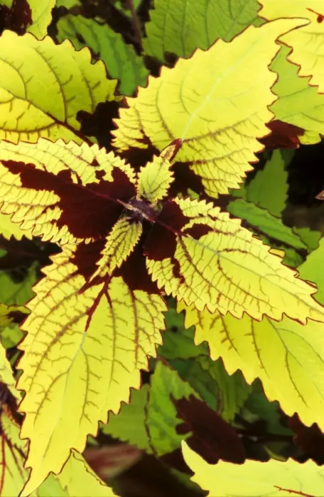 Framed Print : Coleus Pineapple - (under glass) in beautiful Victorian greenhouses at West Dean Gardens, West Sussex. UK. September Framed Print : Coleus Pineapple - (under glass) in beautiful Victorian greenhouses at West Dean Gardens, West Sussex. UK. September
