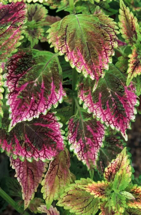 Framed Print : Coleus'Nettie - (under glass) in beautiful Victorian greenhouses at West Dean Gardens, West Sussex. UK. September Framed Print : Coleus'Nettie - (under glass) in beautiful Victorian greenhouses at West Dean Gardens, West Sussex. UK. September