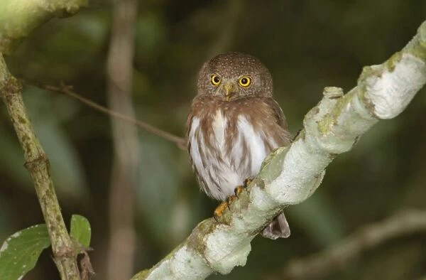 Colima Pygmy-Owl - (formerly Least Pygmy Owl) - La Bajada - Mexico - March - USA