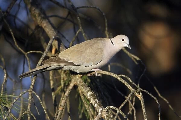 Collard Dove - perched on branch, Alentejo, Portugal