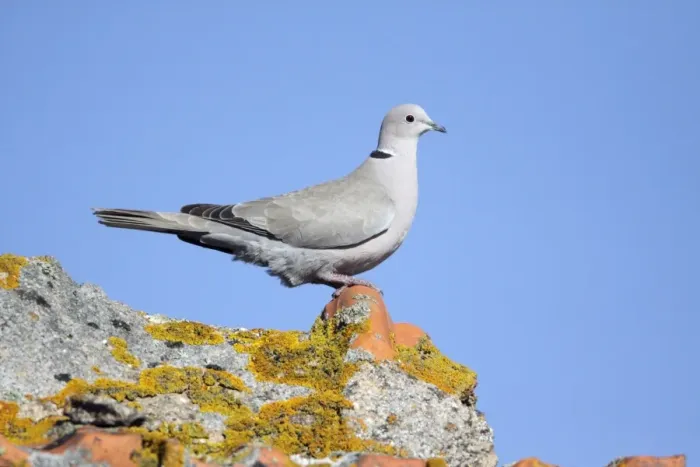 Framed Print : Collard Dove - perched on roof, Alentejo, Portugal Framed Print : Collard Dove - perched on roof, Alentejo, Portugal