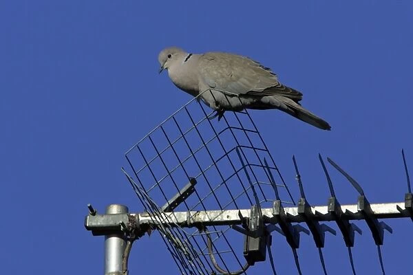 Collard Dove-perched on TV aerial, crooning, Northumberland UK