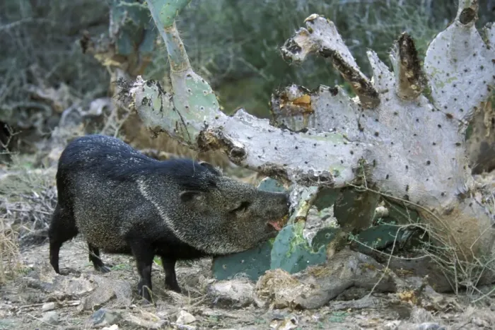 Framed Print : Collard Peccary (Tayassu tajacu) eating cactus in American Southwest Framed Print : Collard Peccary (Tayassu tajacu) eating cactus in American Southwest
