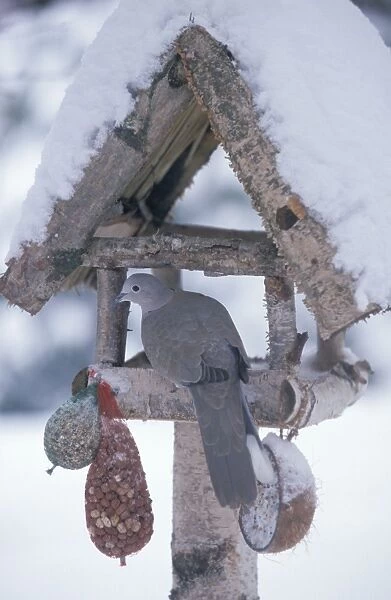 Collared Dove - Adult on birdtable during winter Zwartsluis, The Netherlands