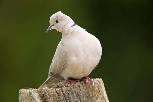 Collared Dove - Cornwall - UK