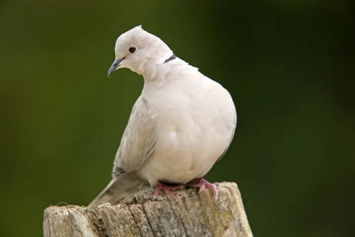 Framed Print : Collared Dove - Cornwall - UK Framed Print : Collared Dove - Cornwall - UK
