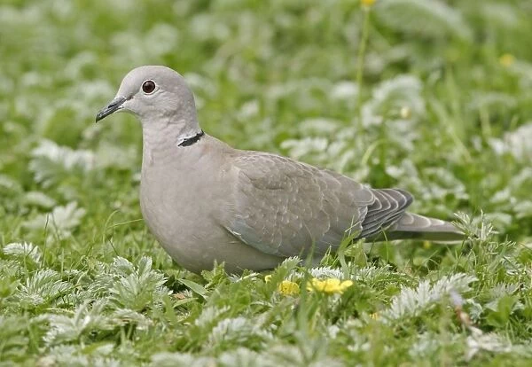 Collared Dove - Feeding in meadow side view. Bedfordshire UK 007