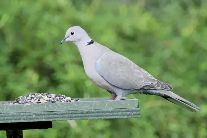 Framed Print : Collared Dove - at feeding table Framed Print : Collared Dove - at feeding table