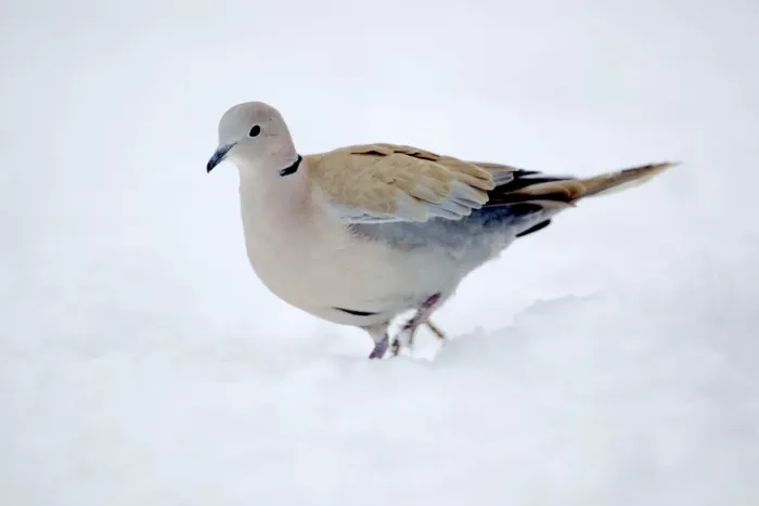 Framed Print : Collared Dove - in the snow Framed Print : Collared Dove - in the snow