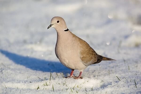 Collared Dove - in the snow - Cornwall - UK