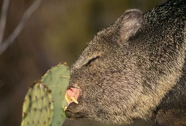 Collared  /  Javelina Peccary - Eating Prickly Pear Cactus, showing big incisor teeth