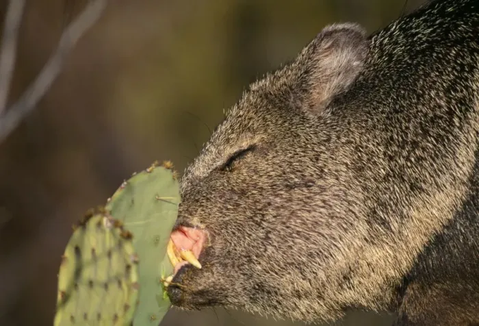 Framed Print : Collared / Javelina Peccary - Eating Prickly Pear Cactus, showing big incisor teeth Framed Print : Collared / Javelina Peccary - Eating Prickly Pear Cactus, showing big incisor teeth