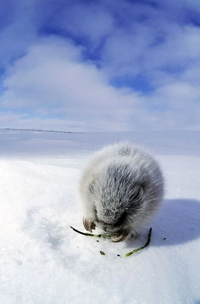 Collared Lemming - adult in winter fur (large winter claws are visible); feeds on buds and bark of dwarf willow sprouts on snow surface, typical in winter tundra of Taimyr peninsula, Kara sea shore, North of Siberia
