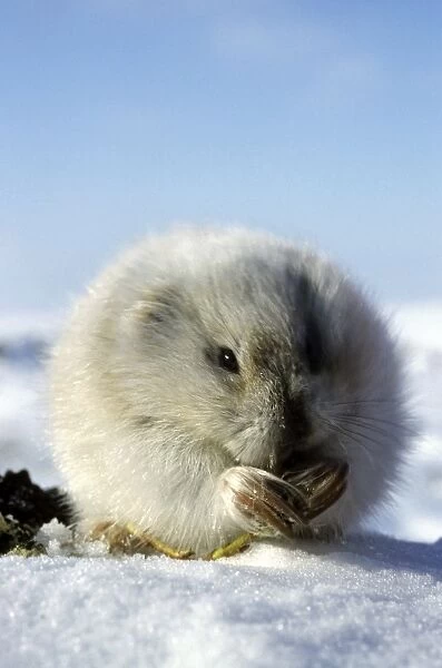 Collared Lemming - adult in winter fur (large winter claws are visible); feeds on buds and bark of dwarf willow sprouts on snow surface, typical in winter tundra of Taimyr peninsula, Kara sea shore, North of Siberia