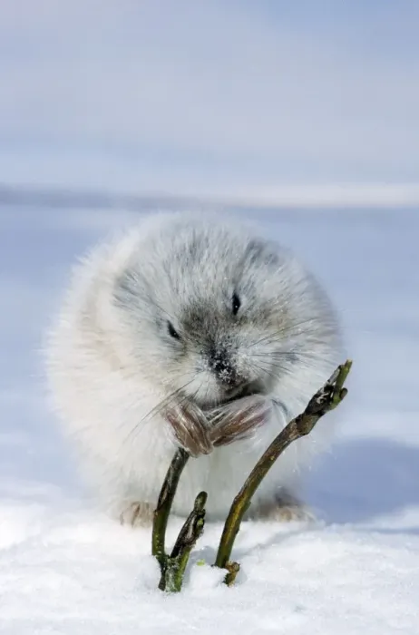 Framed Print : Collared Lemming - adult in winter fur (large winter claws are visible); feeds on buds and bark of dwarf willow sprouts on snow surface, typical in winter tundra of Taimyr peninsula, Kara sea shore, North of Siberia, Russian Arctic. Di33 Framed Print : Collared Lemming - adult in winter fur (large winter claws are visible); feeds on buds and bark of dwarf willow sprouts on snow surface, typical in winter tundra of Taimyr peninsula, Kara sea shore, North of Siberia, Russian Arctic. Di33