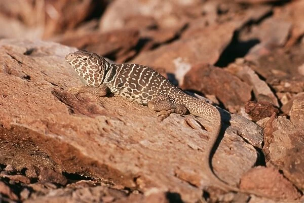 Collared Lizard Northern Mexico