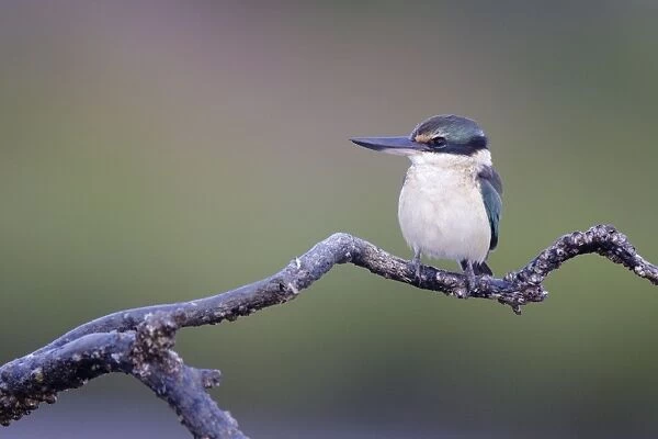 Collared  /  Mangrove Kingfisher - sitting on old mangrove roots overlooking mudflats and mangroves - perch has small barnacles attached showing that the tide covers the plant - Bowen - Queensland - Australia