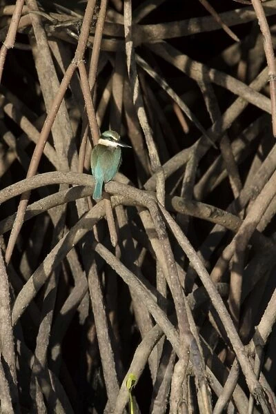 Collared  /  Mangrove Kingfisher - sitting in typical habitat of mangroves - Bowen - Queensland - Australia
