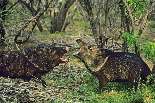 Collared Peccaries or Javelina (Tayassu tajacu) snapping jaws at one another. American Southwest
