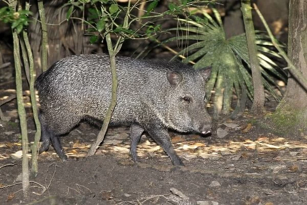 Collared Peccary Belize