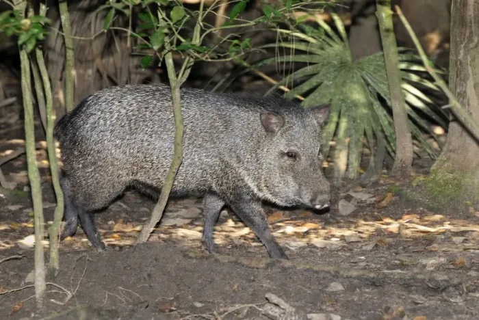 Framed Print : Collared Peccary Belize Framed Print : Collared Peccary Belize