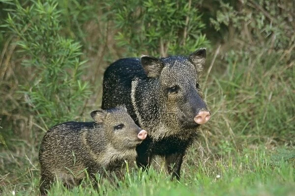 Collared Peccary or Javelina (Tayassu tajacu)--mother with young. American Southwest