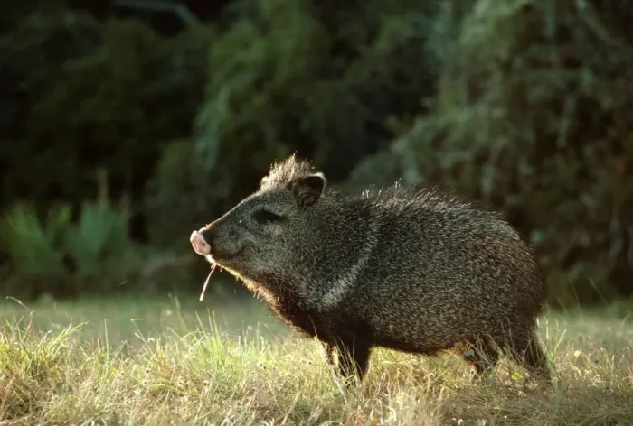 Framed Print : Collared Peccary / Javelina - Texas, USA, Central & South America JPF16619 Framed Print : Collared Peccary / Javelina - Texas, USA, Central & South America JPF16619