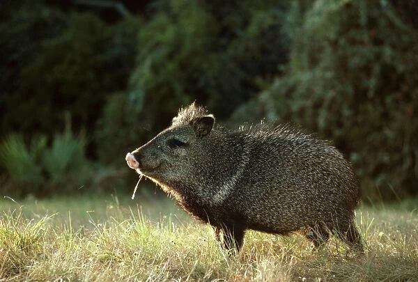 Collared Peccary  /  Javelina - Texas, USA, Central & South America JPF16619