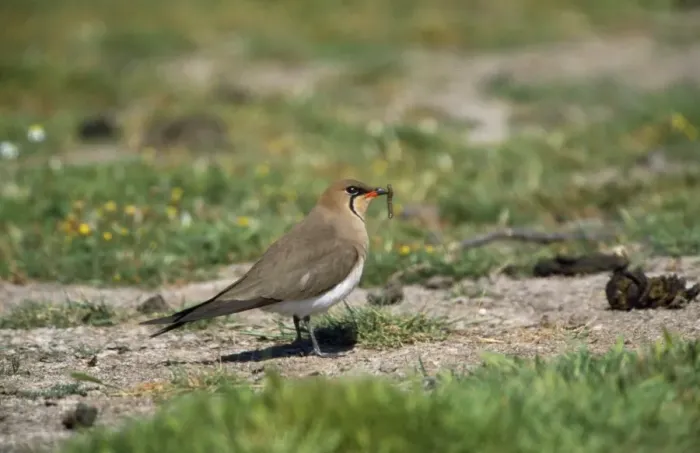 Framed Print : Collared Pratincole Framed Print : Collared Pratincole