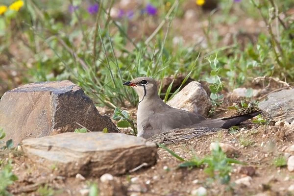 Collared Pratincole - adult bird sitting on nest in farmland - Southern Spain