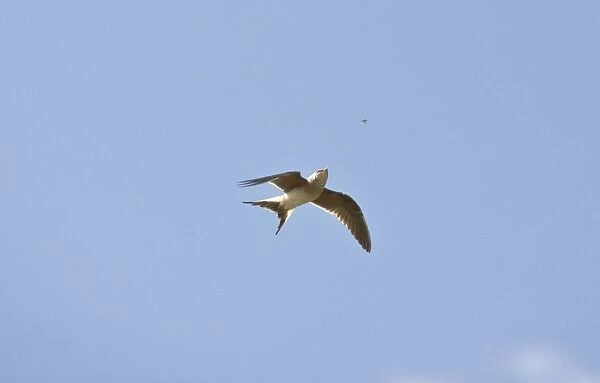 Collared Pratincole - in flight catching food - April - Extremadura - Spain