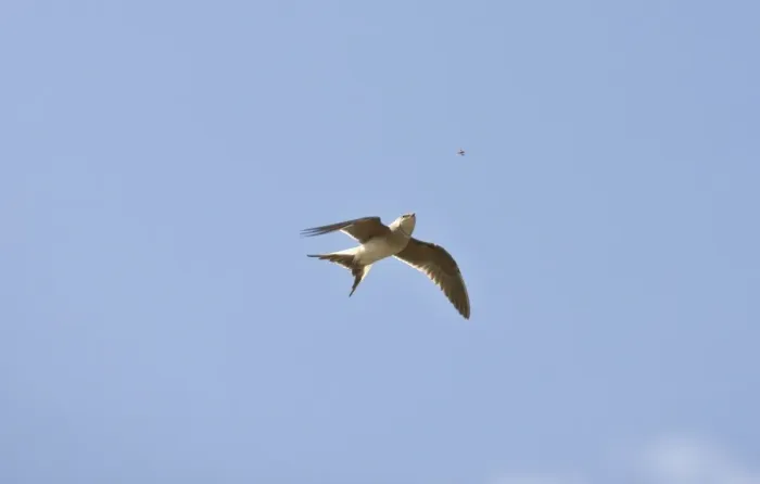Framed Print : Collared Pratincole - in flight catching food - April - Extremadura - Spain Framed Print : Collared Pratincole - in flight catching food - April - Extremadura - Spain