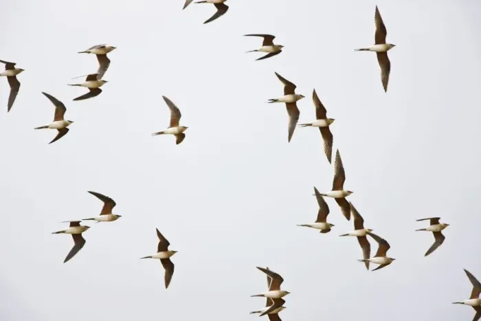 Framed Print : Collared Pratincole - flock in flight - April - Extremadura - Spain Framed Print : Collared Pratincole - flock in flight - April - Extremadura - Spain