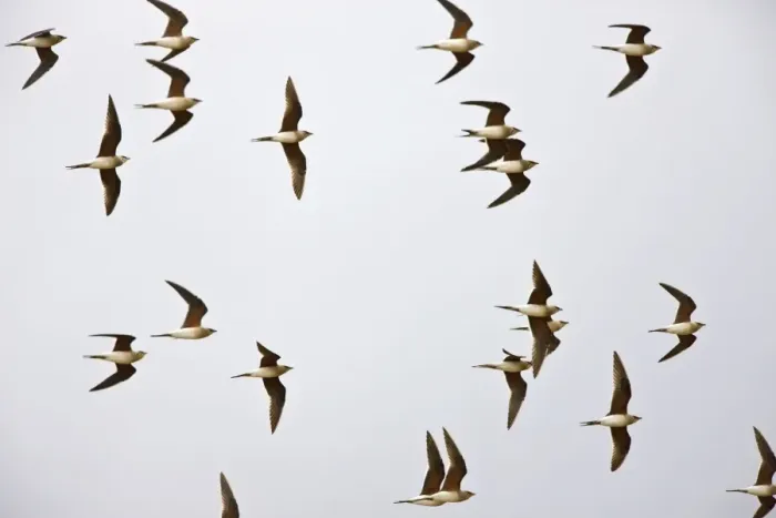 Framed Print : Collared Pratincole - flock in flight - April - Extremadura - Spain Framed Print : Collared Pratincole - flock in flight - April - Extremadura - Spain