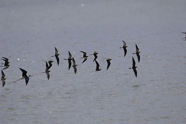 Collared Pratincole - flock in flight. Spain April