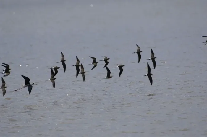 Framed Print : Collared Pratincole - flock in flight. Spain April Framed Print : Collared Pratincole - flock in flight. Spain April