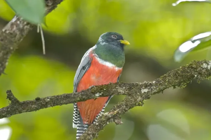Framed Print : Collared Trogon - sitting on branch - Tobago Framed Print : Collared Trogon - sitting on branch - Tobago